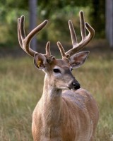 /album/photo-gallery-/elvisyearling-0059-pink-caddilac-jpg1/